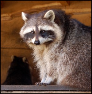 Post image for How to Protect Your Home Security System From Pests